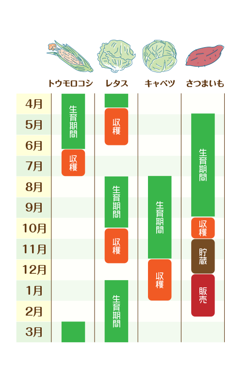 鈴木農園の野菜の収穫時期